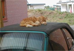 Foto: Mika liegt auf dem Dach meines Cabrios