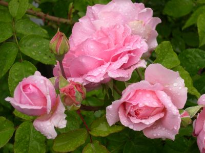 Rosafarbene Rosenblüten mit Regentropfen