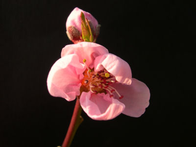 rosa Pfirsichblüte