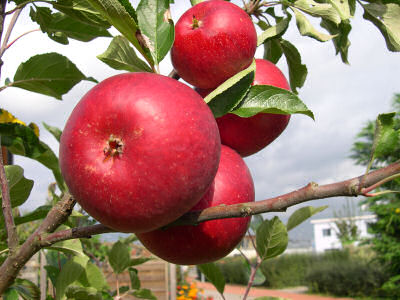 rote Äpfel am Baum