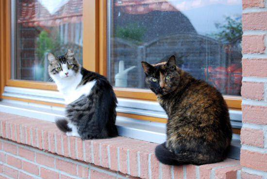 zwei Katzen auf der Fensterbank